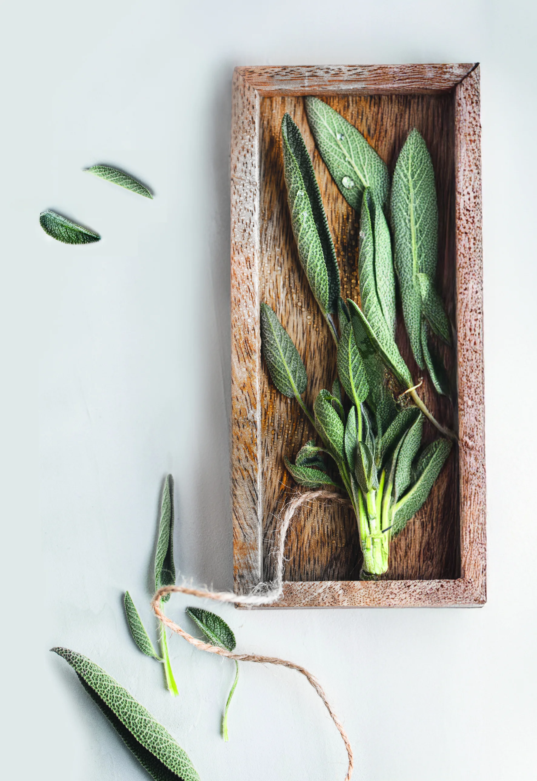 ÇAYDAN FAZLASI, GERÇEK BİR ŞİFACI ADAÇAYI